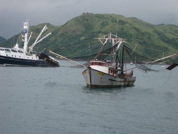 Fishing boats in the harbor.