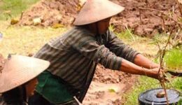 indonesia-permaculture
