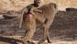 An olive baboon with its infant.