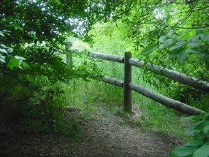 Woodland Trail Hulls Gulch, hard to believe this is in a city! photos by MJ McKenzie.