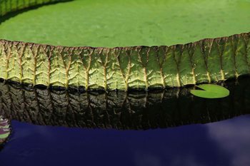 Victoria water-platter dwarfs a lily-pad.