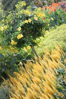 Pennsylvania: Luxurious Longwood Gardens 7 Layered banks of colour - 'Century Yellow' Celosia and Allamanda on Flower Garden Walk.