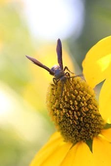 Coneflower macro and bee.