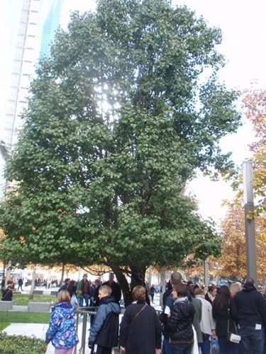 The Survivor Tree at the 9/11 Memorial.
