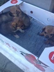 A woman sat with a box of puppies among others selling clothing on the streets of Waegwan