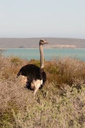 A male ostrich at the park.