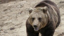 A European brown bear at the Zarnesti Libearty Bear Sanctuary. photos by Adam Eagle.