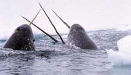 Narwhals break through the Arctic ice