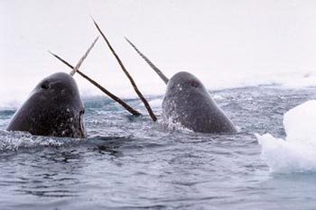 Narwhals break through the Arctic ice