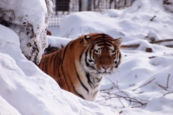 A Siberian tiger at the Assiniboine Park zoo, where a polar bear exhibit is being built.