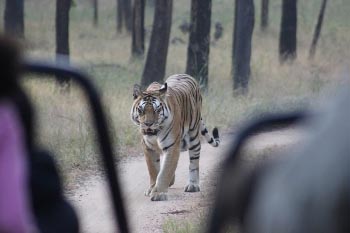 India: Viewing Tigers Up Close