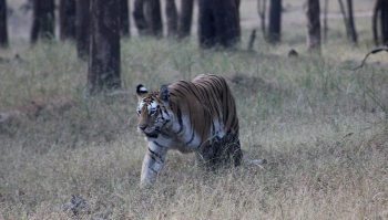 tigress in wild