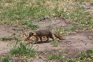 A rodent finds dinner in the Channel Islands, California. Will McGough photos.