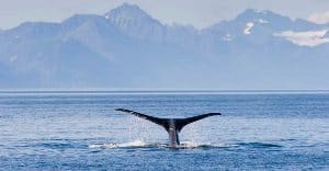 A majestic humback whale in the Arctic near Greenland. Take a journey to the frigid north. 