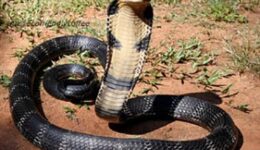 king_cobra