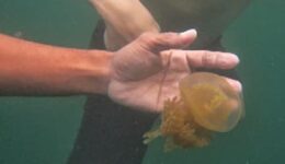 indonesia-jellyfish