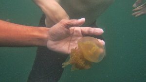 Jellyfish lake in Raja Ampat Indonesia.