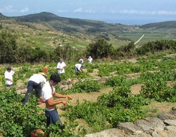 Harvesting the grapes, a key part of the island economy.
