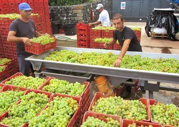 Working the Zibibbo grapes on Pantelleria.