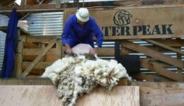 A sheep shearer at Walter Peak farm in Queenstown, NZ. Max Hartshorne photo.