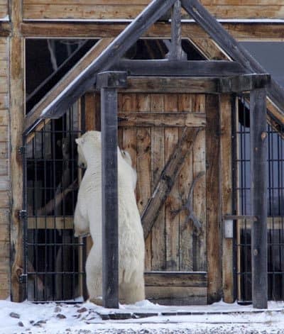 At the front door of the lodge.."Anyone Home?" Lydia Attinger photo.