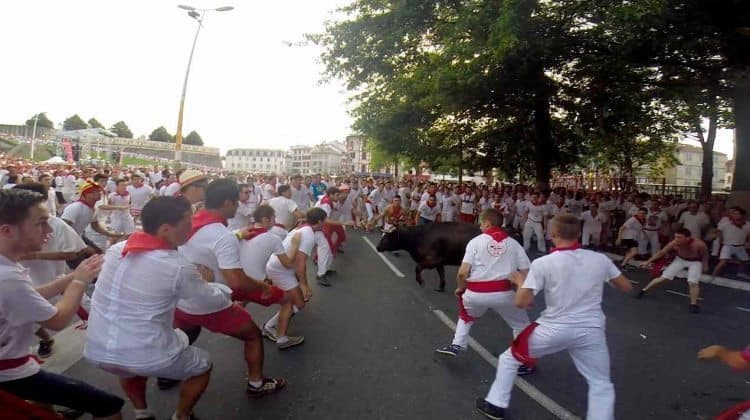 The bull skirting past us inside the ring