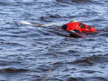 Swimming with belugas. A person is towed by a boat who sings and it makes the belugas sing in harmony. Mary Beth Bond photo.