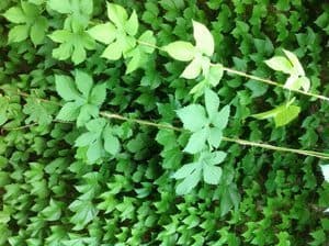 Hops used for beer making in Pennsylvania!