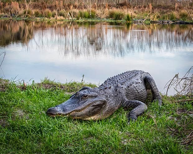 blog alligator