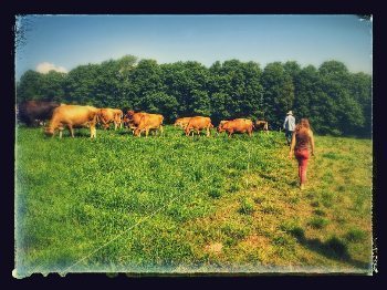 Newport Vermont: At the Very Top 15 Moving the fences for the cows at Butterworks farm.