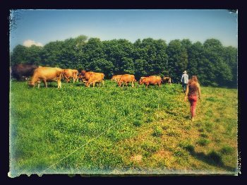 Moving the fences for the cows at Butterworks farm.