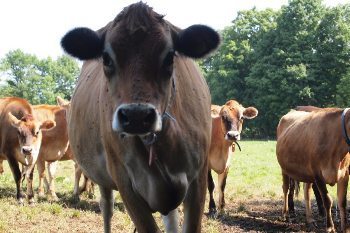 Happy cows at Butterworks farm, Westfield Vermont.