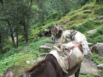 Horse trekking in Nepal's Chitwan National Park. Nick Round photos.