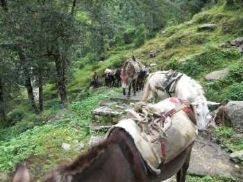Nepal: Horse Trekking and Bungee Jumps 1 Horse trekking in Nepal's Chitwan National Park. Nick Round photos.