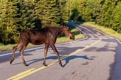 ATVs and Fishing in Coos County, New Hampshire 9 A moose crossing the road in Pittsburg, NH. It's a common sight.