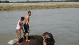 nepal-horse-trekking
