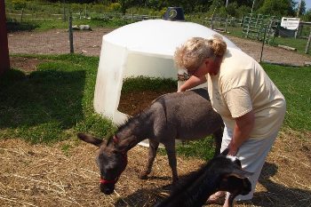 Pauline Broe at her Reindeer farm near Newport.