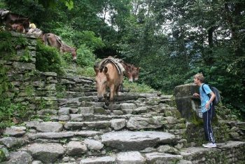 Nepal: Horse Trekking and Bungee Jumps 8 Poon Hill circuit horses