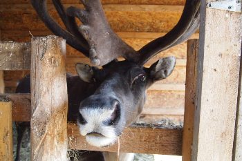 A reindeer at the Vermont Reindeer Farm in northern VT.