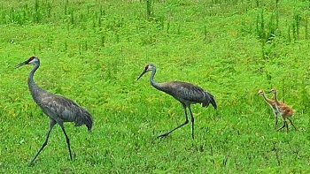 Sandhill cranes with chicks at Paynes Prairie.
