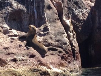 A seal on the rocks.