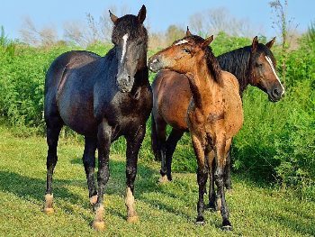 Wild horses at La Chua Trail. There are several Florida Cracker horses that roam free in Paynes Prairie and specifically at La Chua. Nicole Gilbo photos.