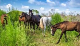 Wild horses in Gainesville, Florida.