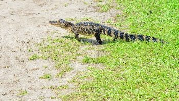 A yearling gator crossing the La Chua trail.