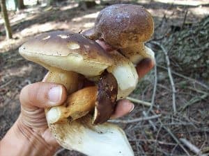 A big handful of mushrooms picked in Wallachia, Czech Republic. Melinda Brasher photos. mushroom