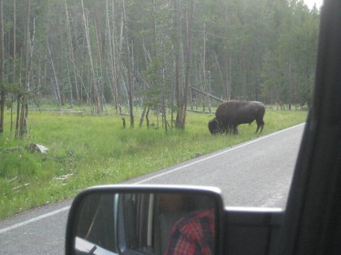 buffalo out window