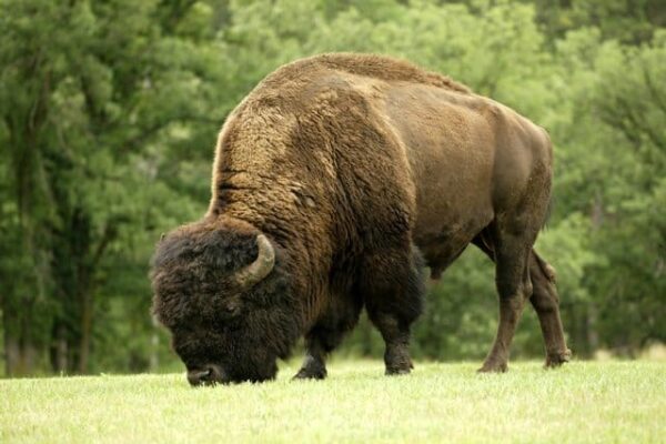 Buffalo roam many of South Dakota's state and national parks