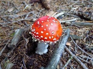 Don't pick this one, it can kill you. People who pick mushrooms have to be very careful not to pick poisonous ones!