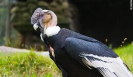 kmvis-condor2