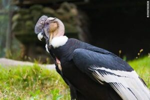 Ecuador: Observing Condors kmvis-condor2